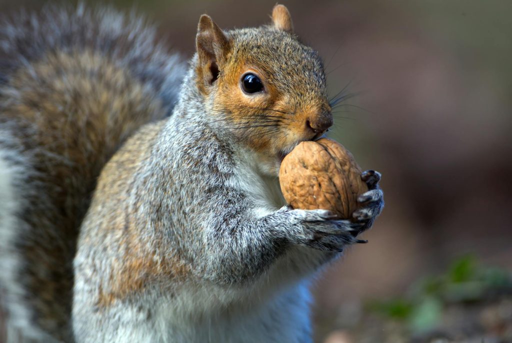 Sabriye Şengül in a boxing ring wearing gloves, looking determined, with a focused expression and athletic stance